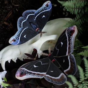 ‘Winter’ Calleta Moth Set
