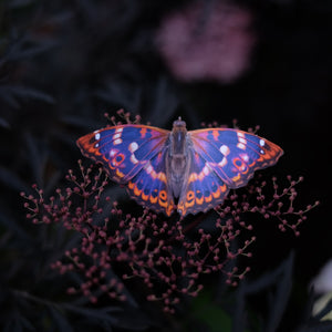 'Quartz' Butterfly Set - Artist Discount