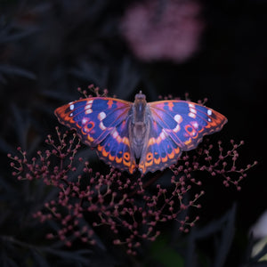 'Lesser Purple Emperor' Butterfly