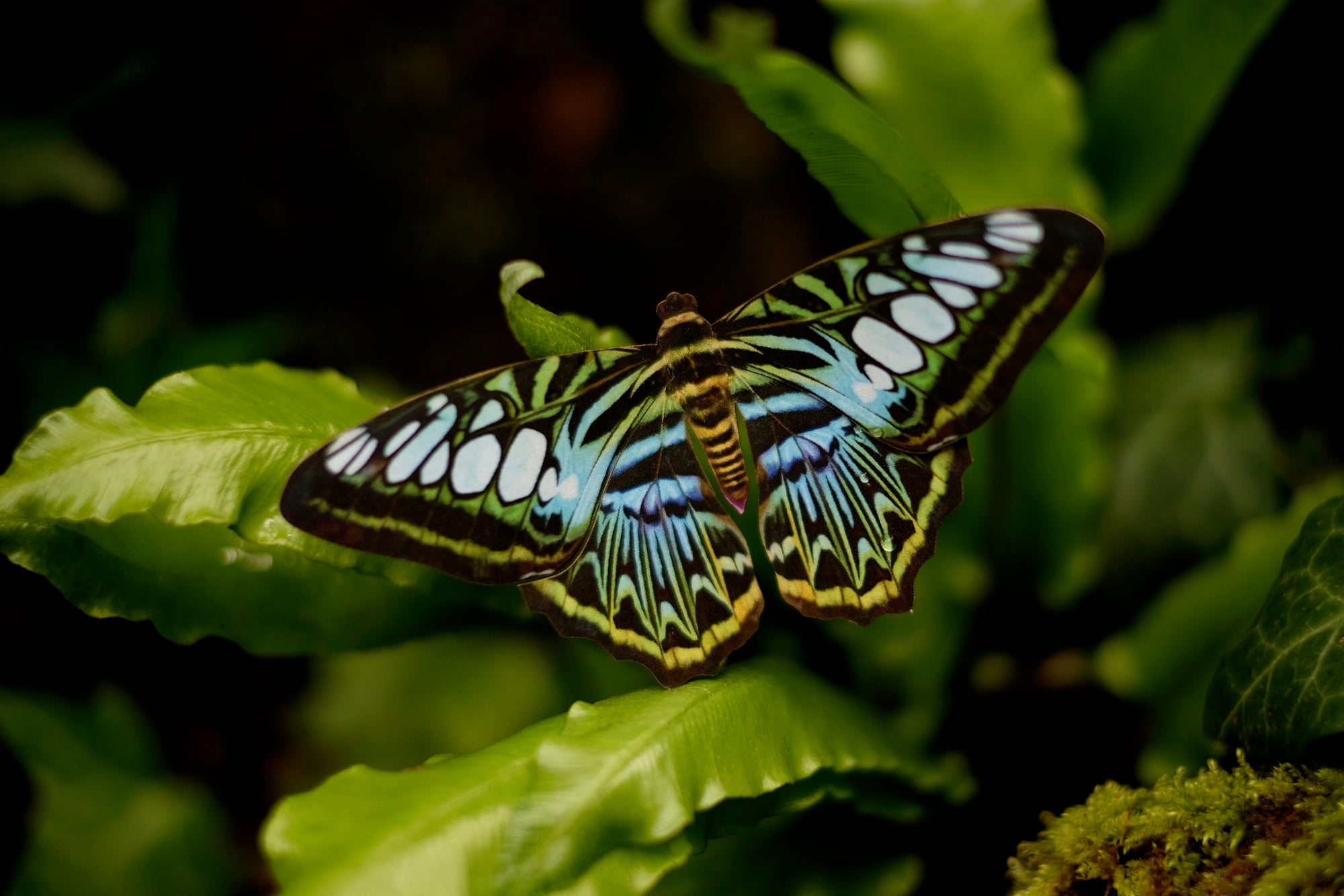'Blue Clipper' Butterfly