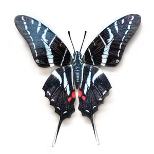 'Dark Kite Swallowtail' Butterfly
