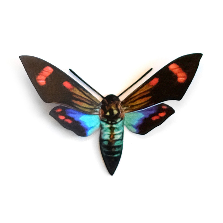 'Day Flying Sphinx' Moth