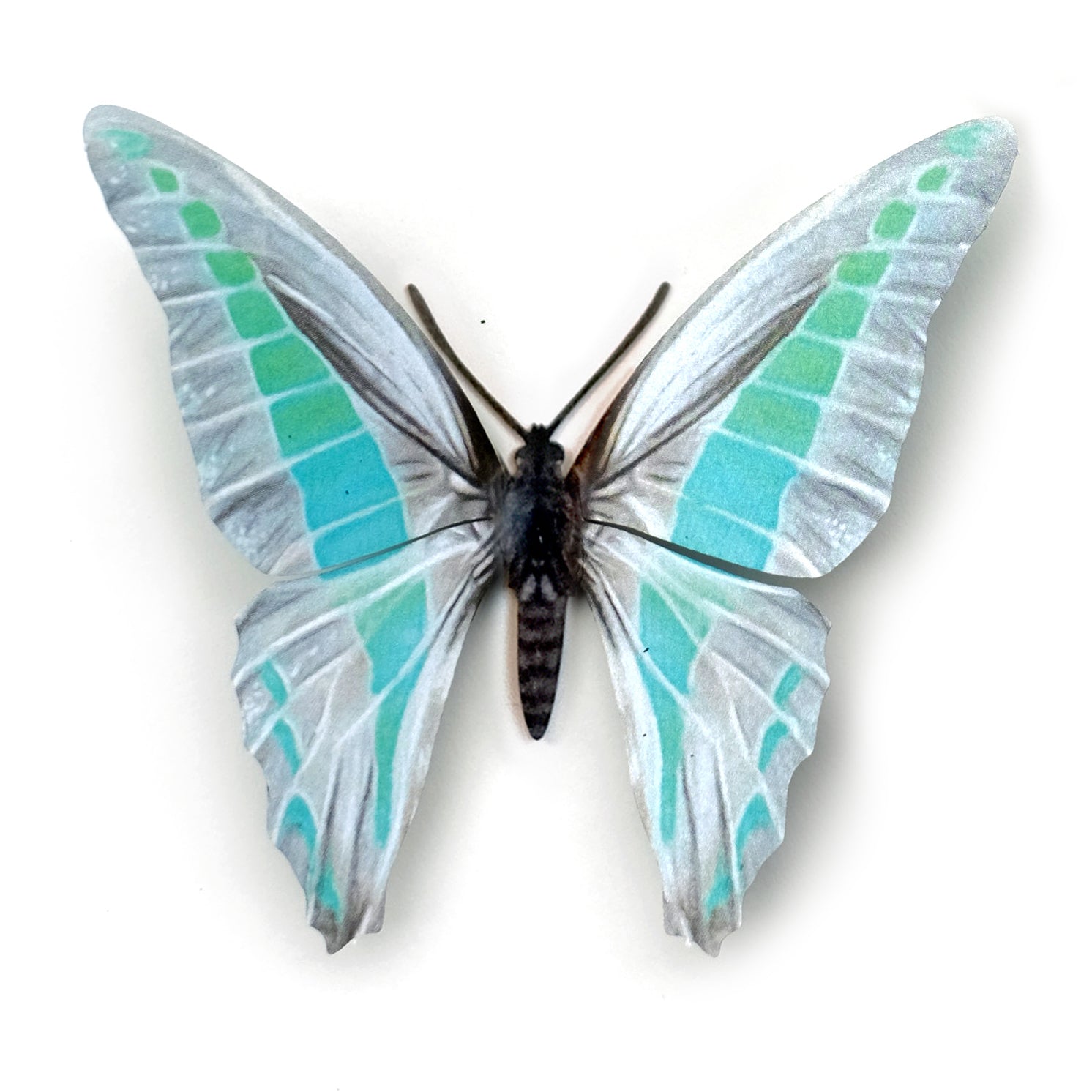 'De-Scaled Common Bluebottle' Butterfly