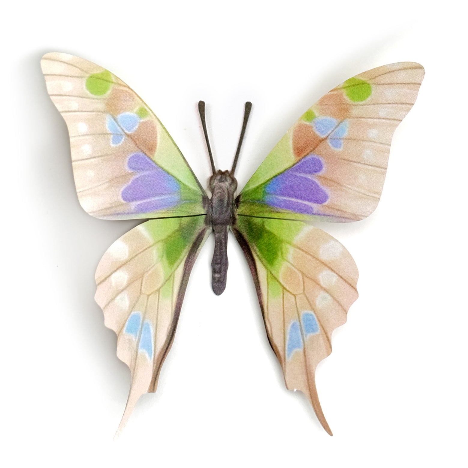 'De-Scaled Purple Spotted Swallowtail' Butterfly