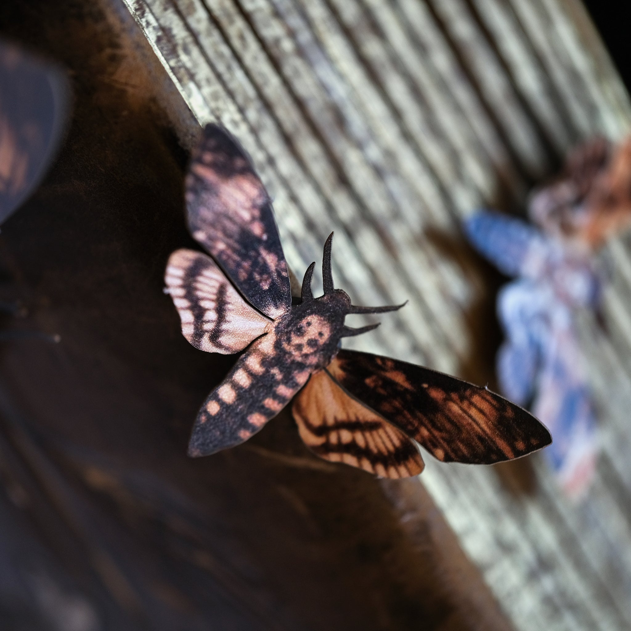 Lesser Hawk Moth 'Mini Lesser Death's-Head' Hawkmoth - Moth & Myth