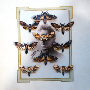 💫Halloween💫 Death's Head Moth Mini Collection Artist Wholesale