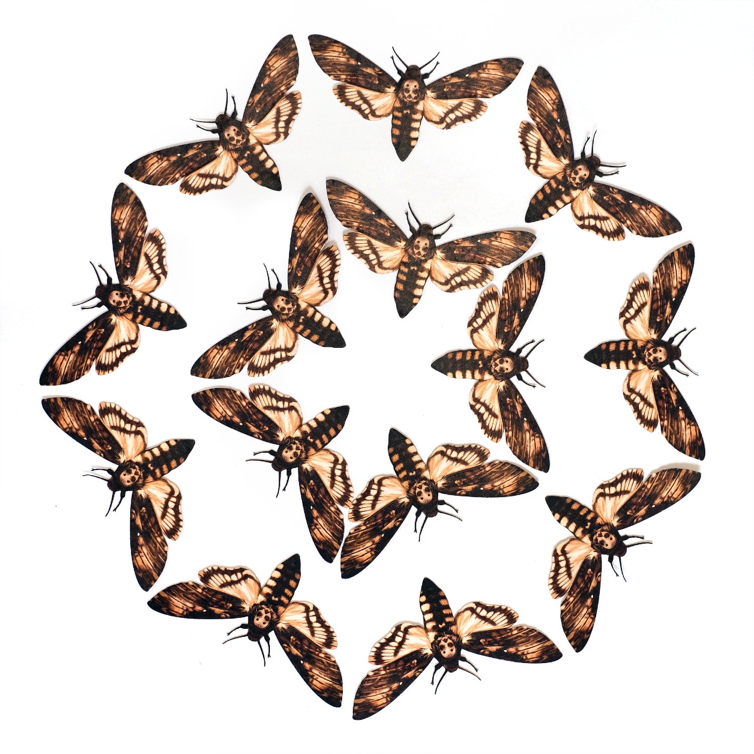 Paper Specimen Value Packs Moth & Myth