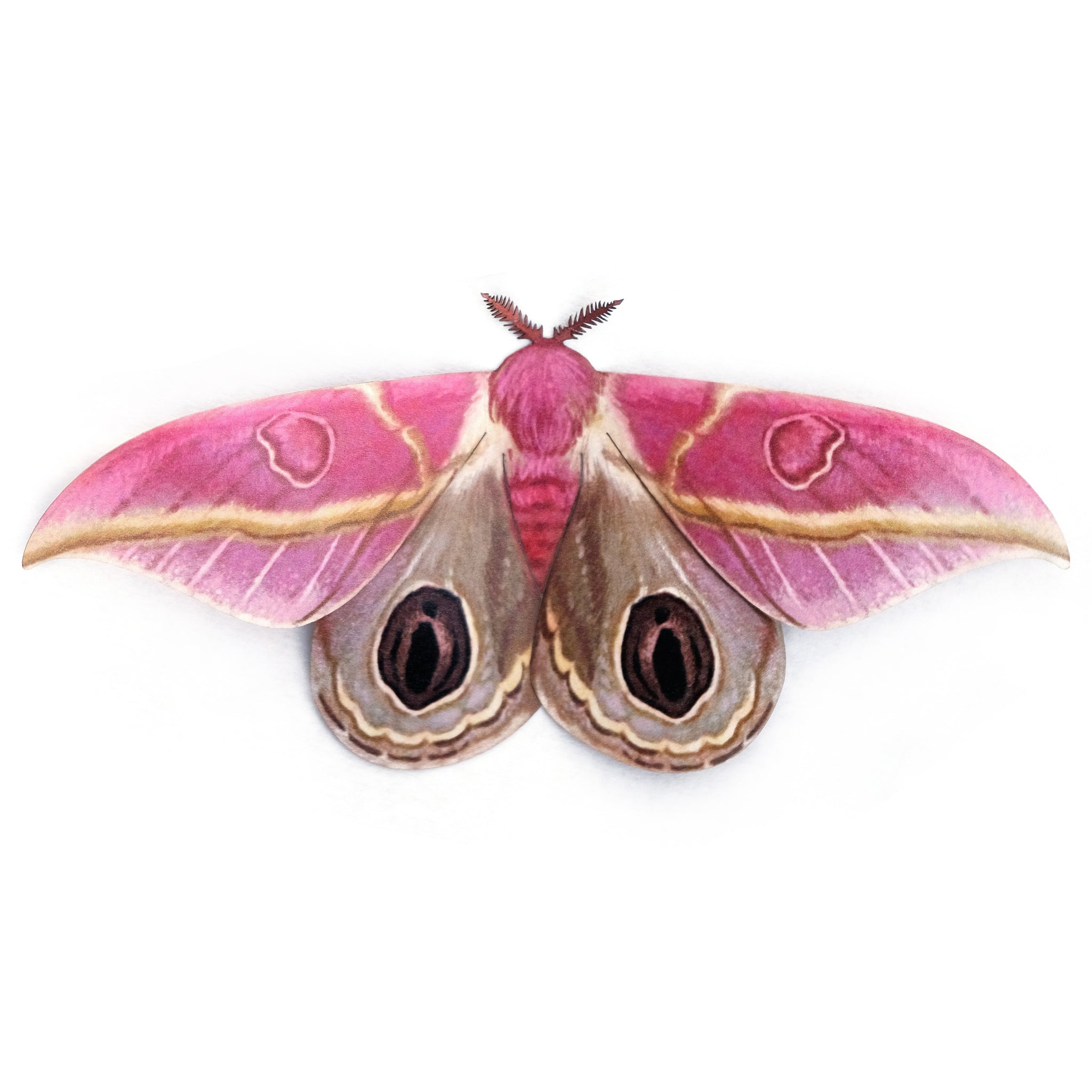 Pink Headed Bug Pink Insects