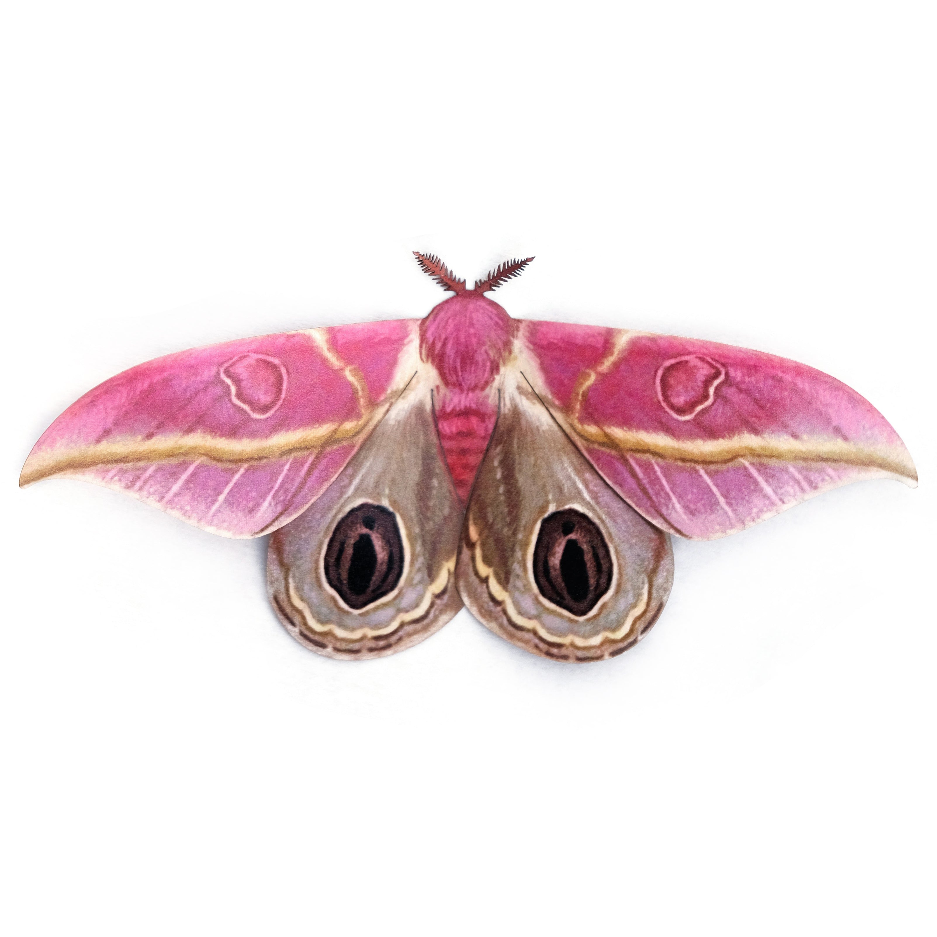 Paper Dognin's Pink Bullseye Moth - Moth & Myth