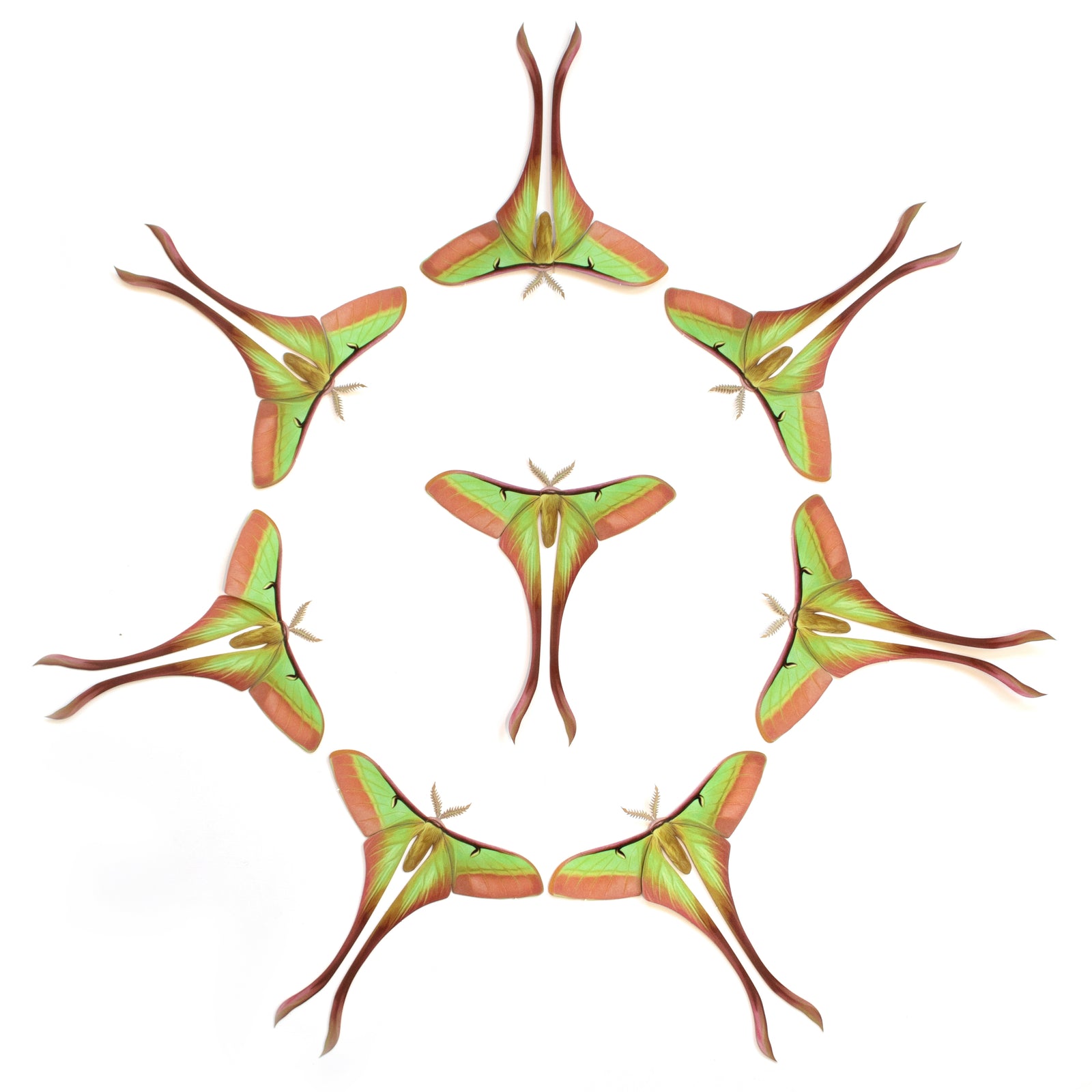 Chinese Moon Moth Multi-Pack