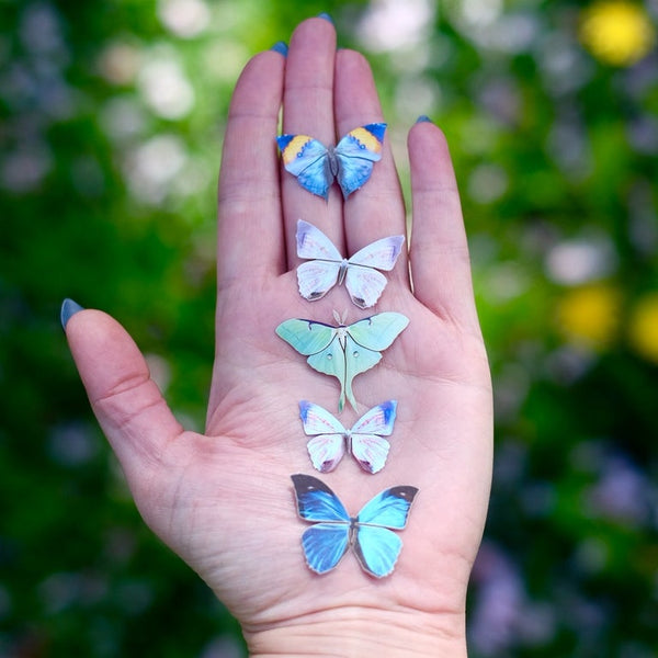 'Mini Blue Morpho' Butterfly - Moth & Myth