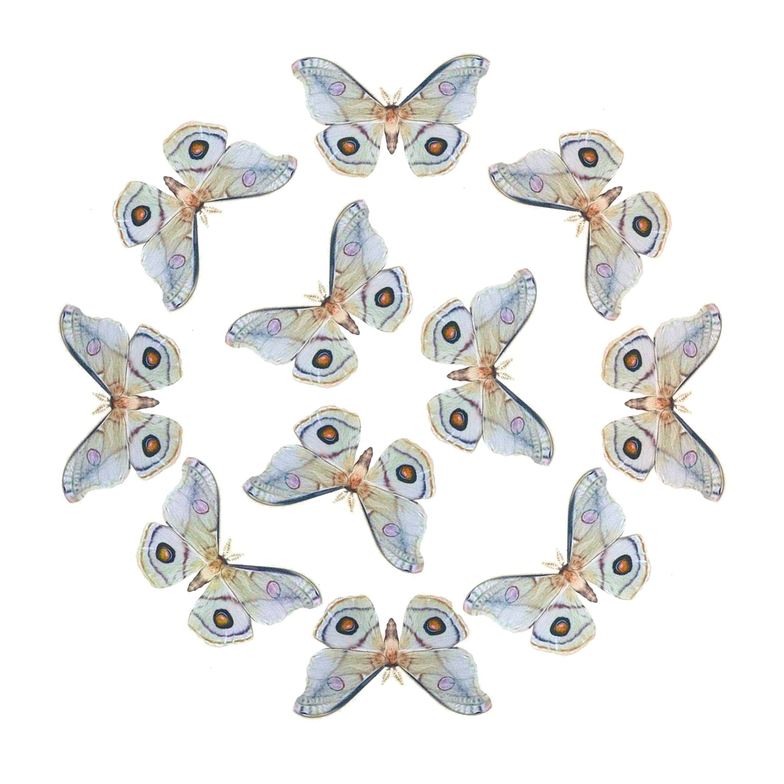 Emperor Gum Moth Multi-Pack