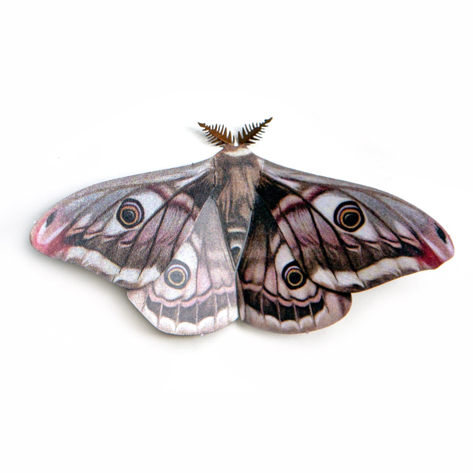 'Emperor' Moth