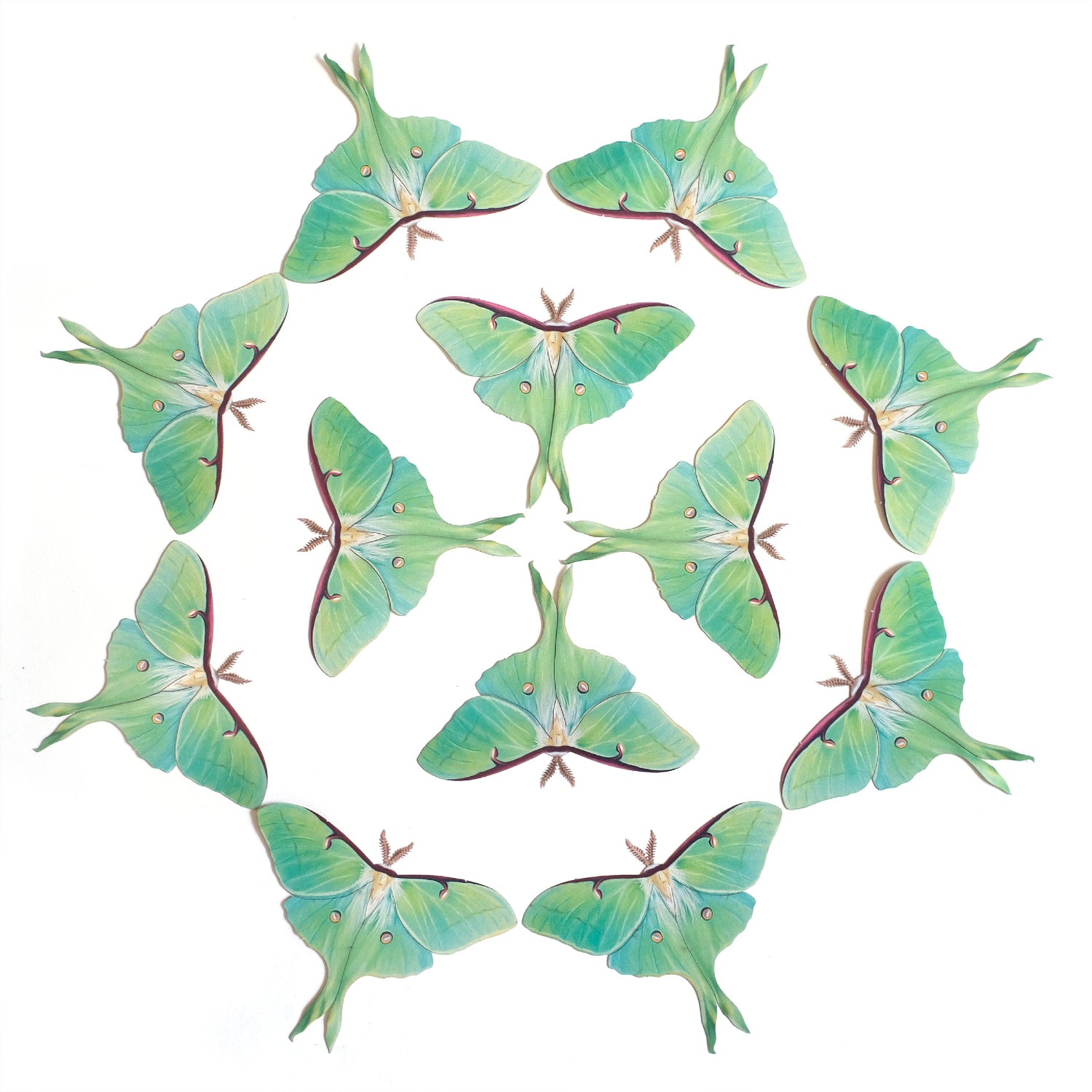Luna Moth Multi-Pack