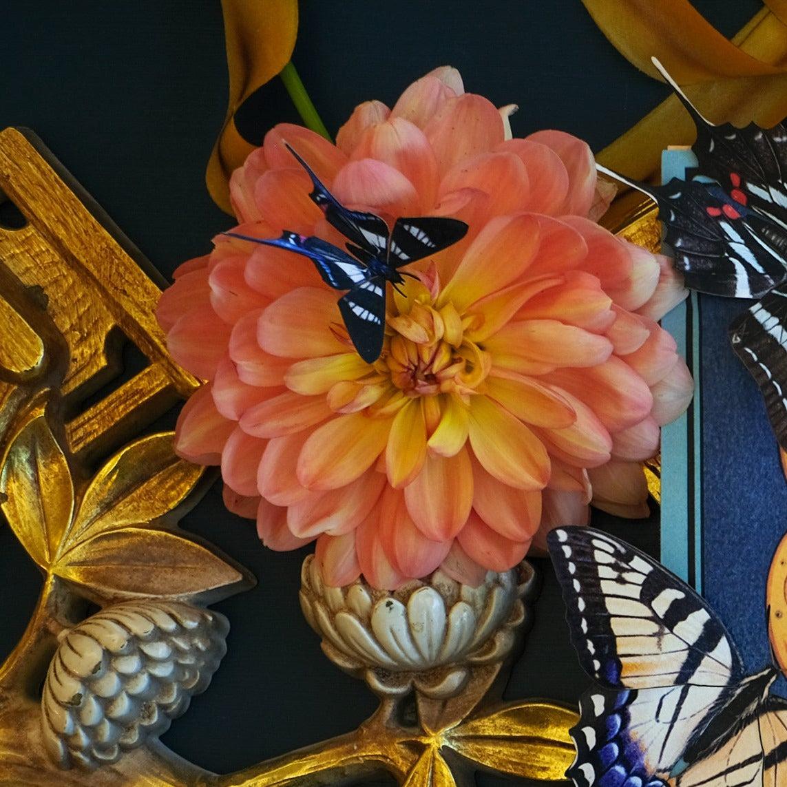 'Long-Tailed Metalmark' Butterfly
