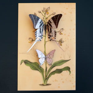 'Giant Swordtail' Butterfly