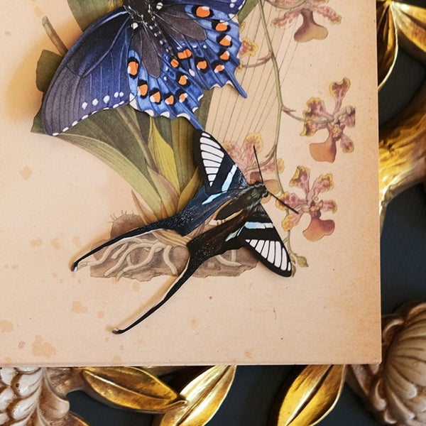 Paper Green Dragontail Butterfly - Moth & Myth