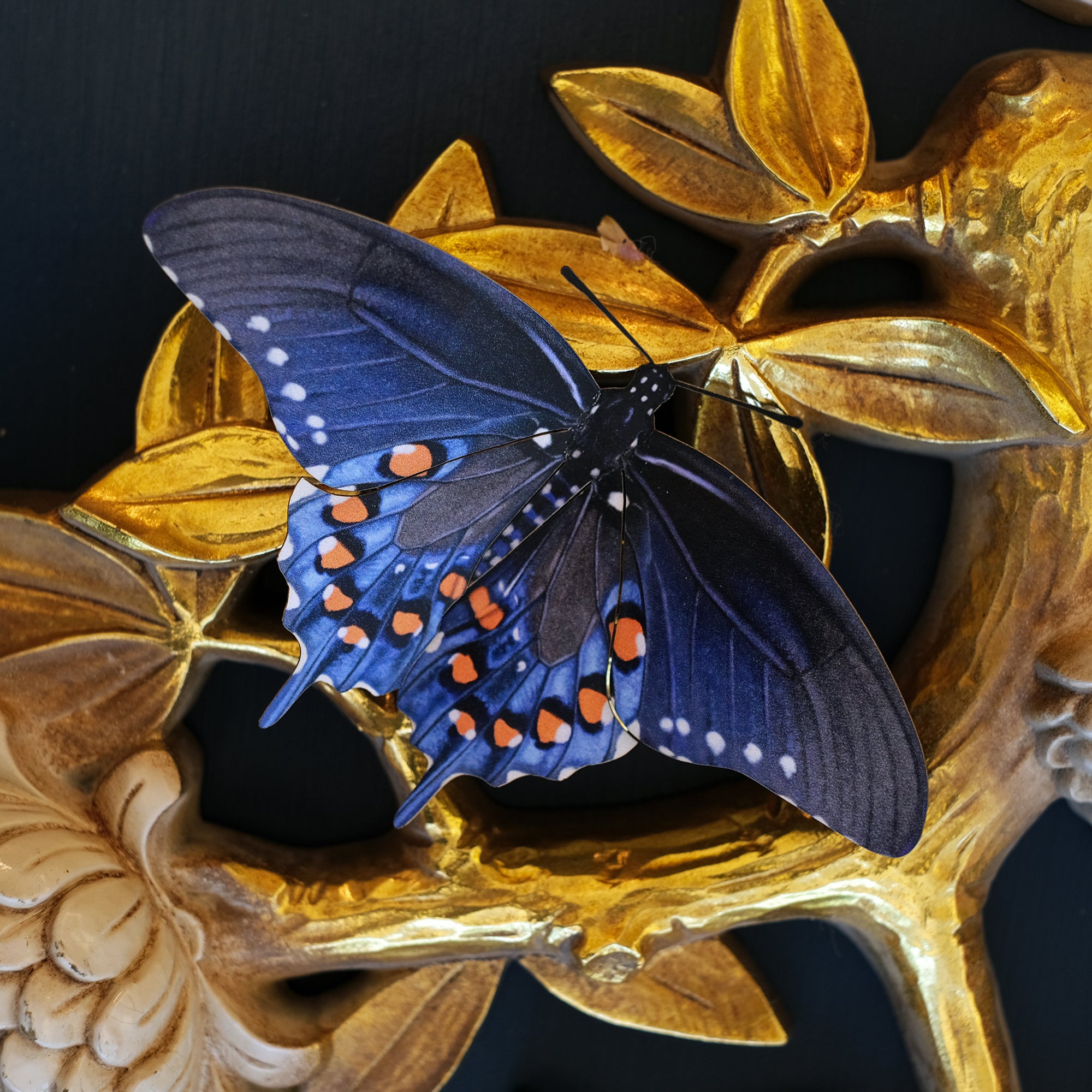 'Pipevine Swallowtail' Butterfly