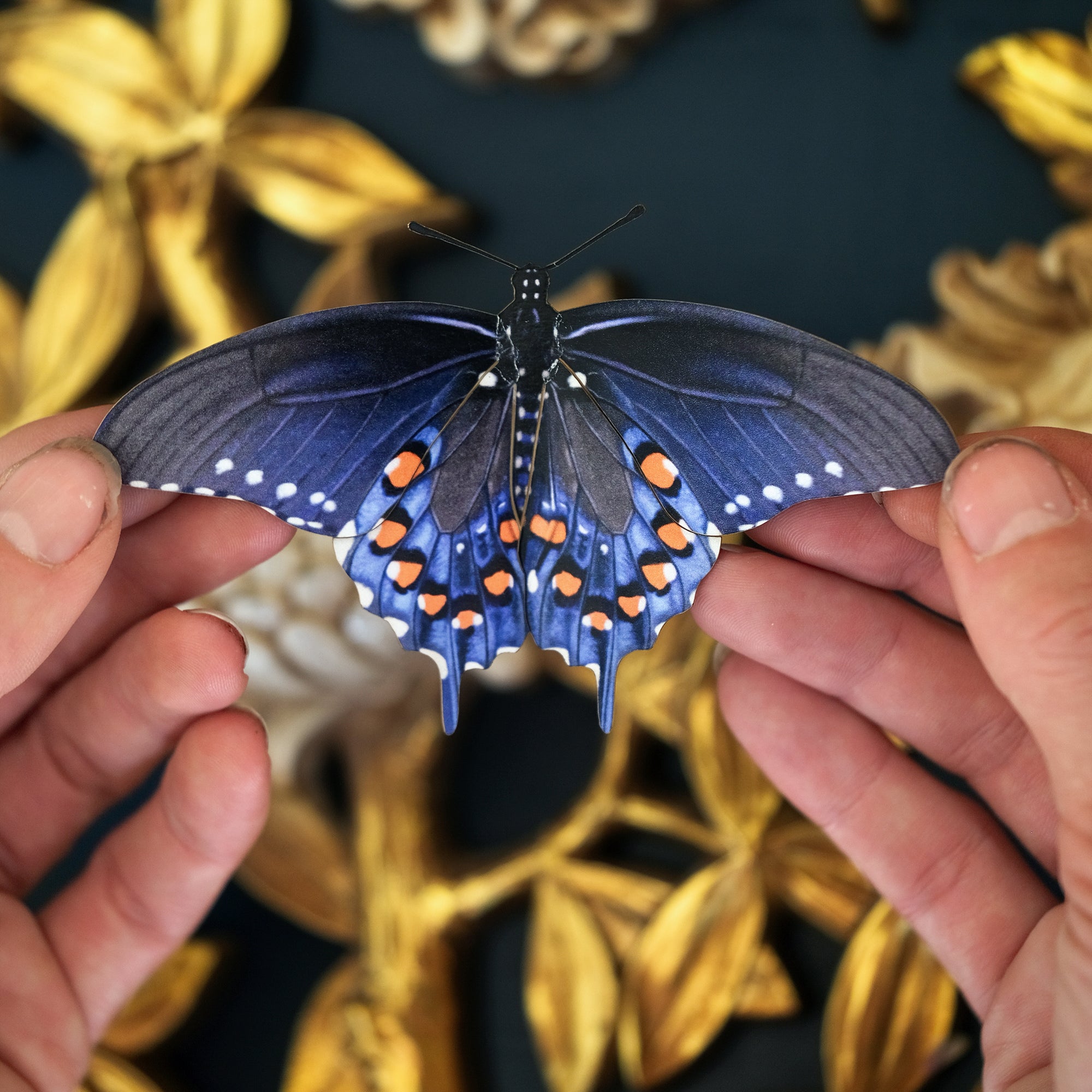 'Pipevine Swallowtail' Butterfly