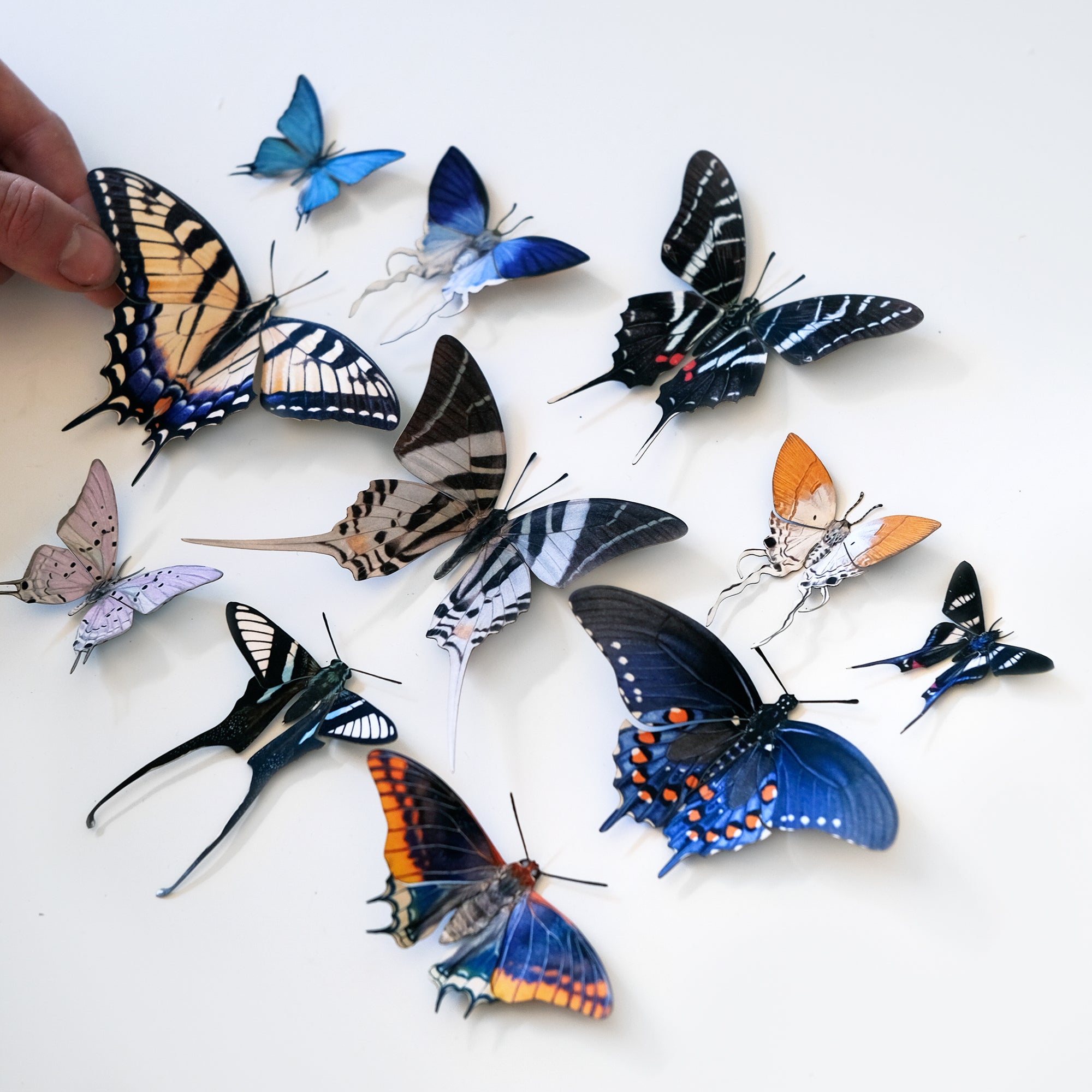 'Dark Kite Swallowtail' Butterfly
