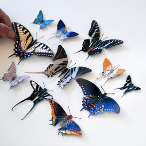 'Long-Tailed Metalmark' Butterfly