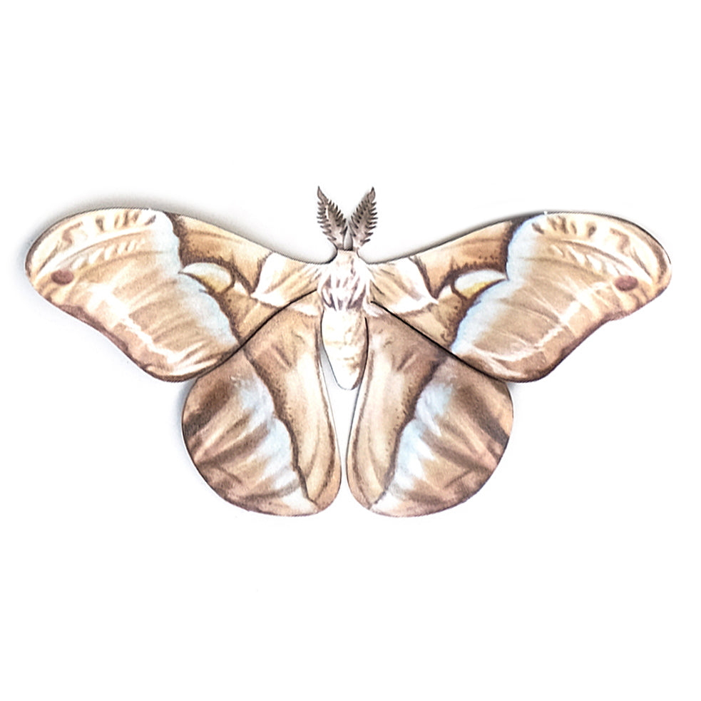 'Faded Attacus' moth