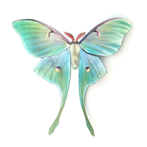 'Faerie-Tails Luna' Moth