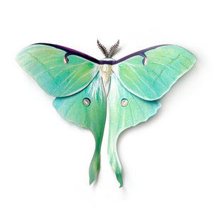 'Female Luna' Moth