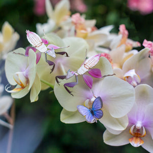 'Orchid' Mantis Set