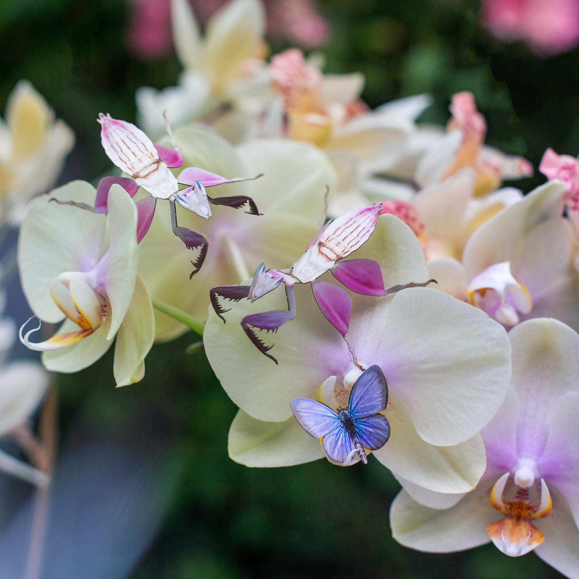 'Orchid' Mantis Set Reseller Wholesale