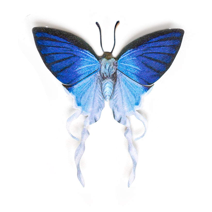 'Fluffy Tit' Butterfly