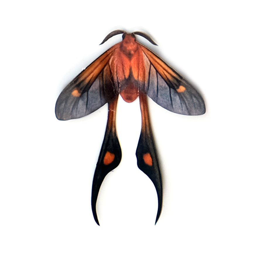 'Fulveolans Long-tailed Burnet' Moth