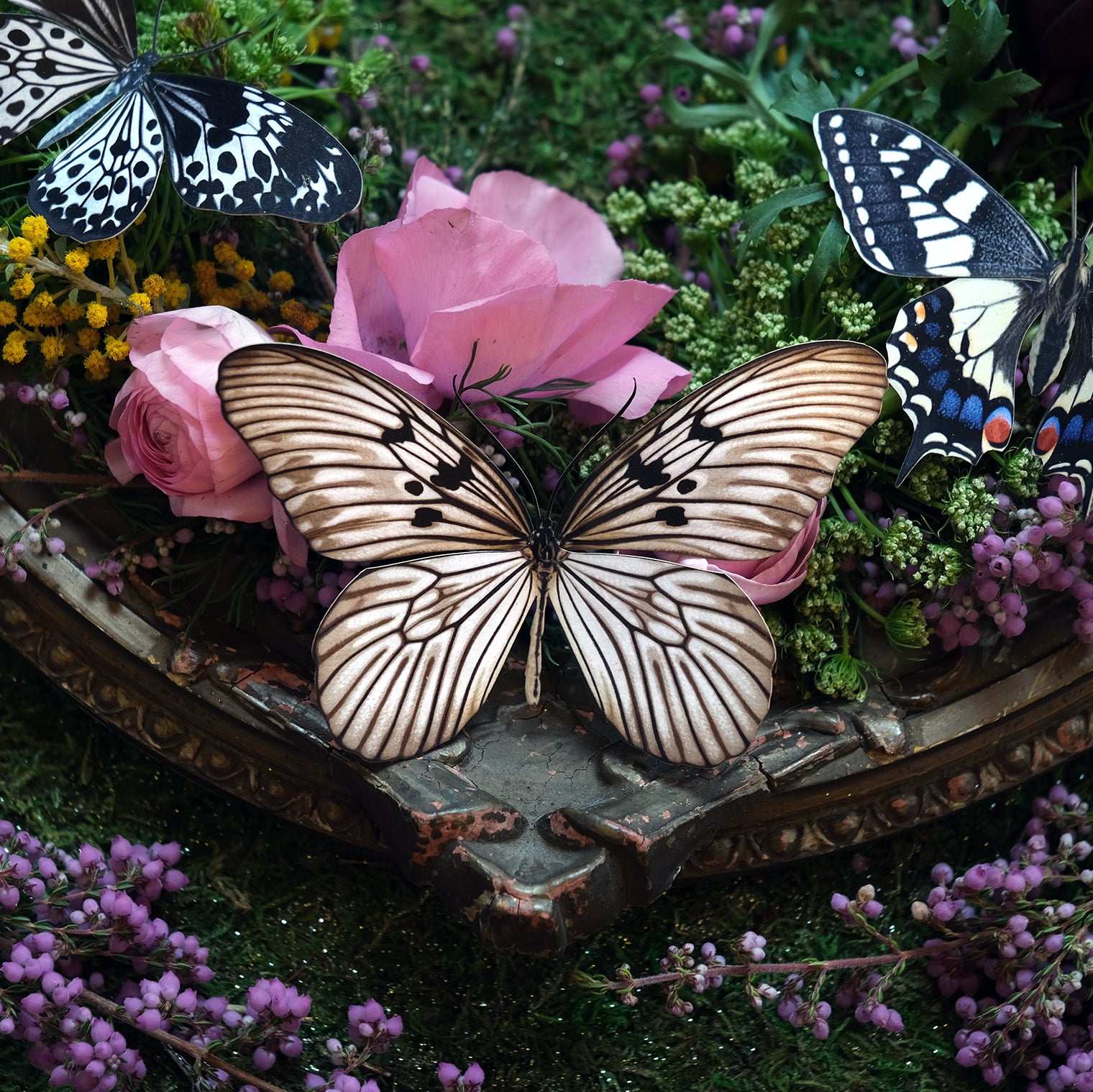 'Blanchard's Ghost' Butterfly
