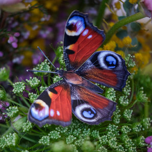 'Peacock' Butterfly