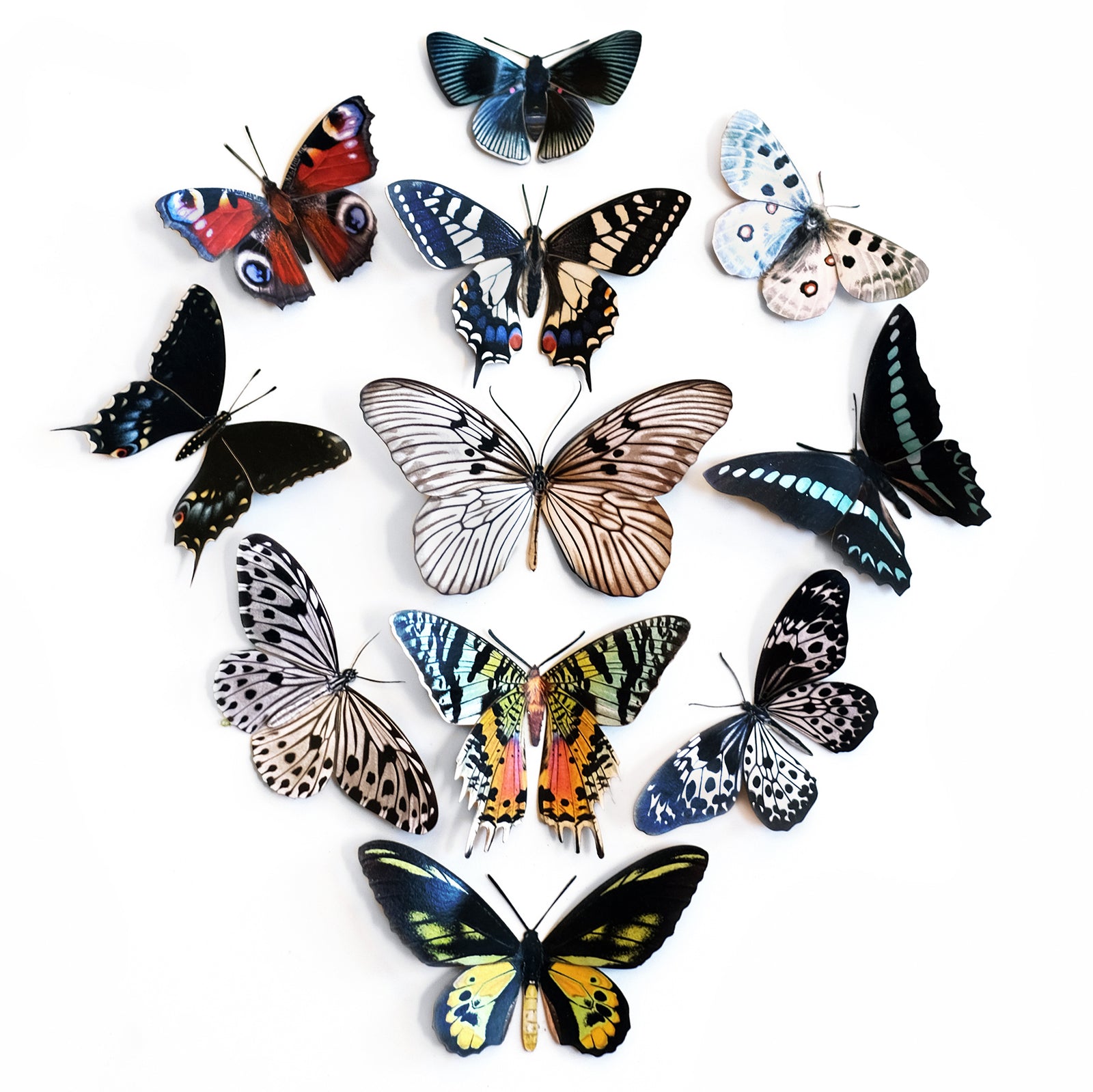 'In the Garden of Earthly Delights' Butterfly Collection