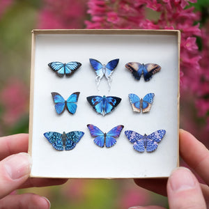 ’Galaxy' Micro Moth & Butterfly Collection Reseller Wholesale