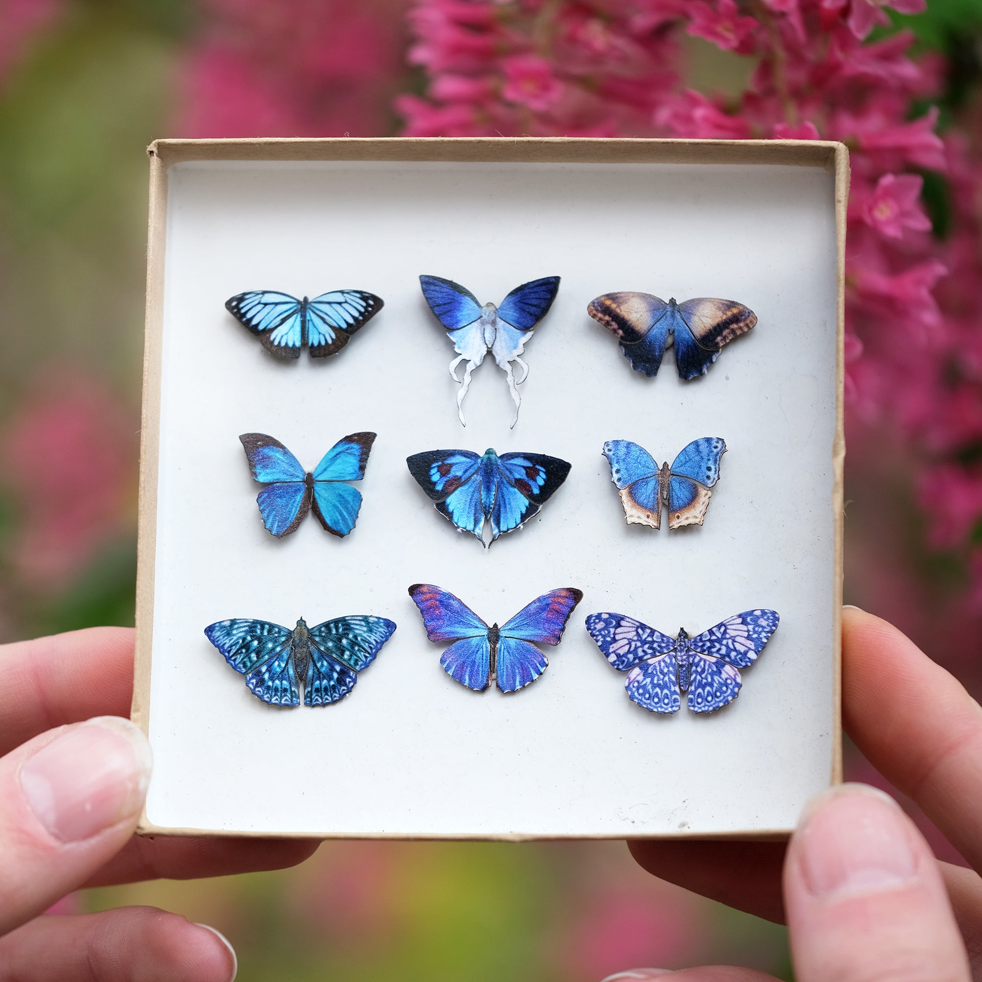 'Micro Aurora Morpho' Butterfly