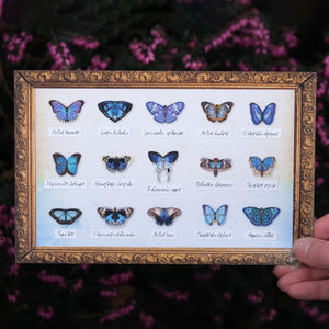 ’Galaxy' Micro Moth & Butterfly Collection