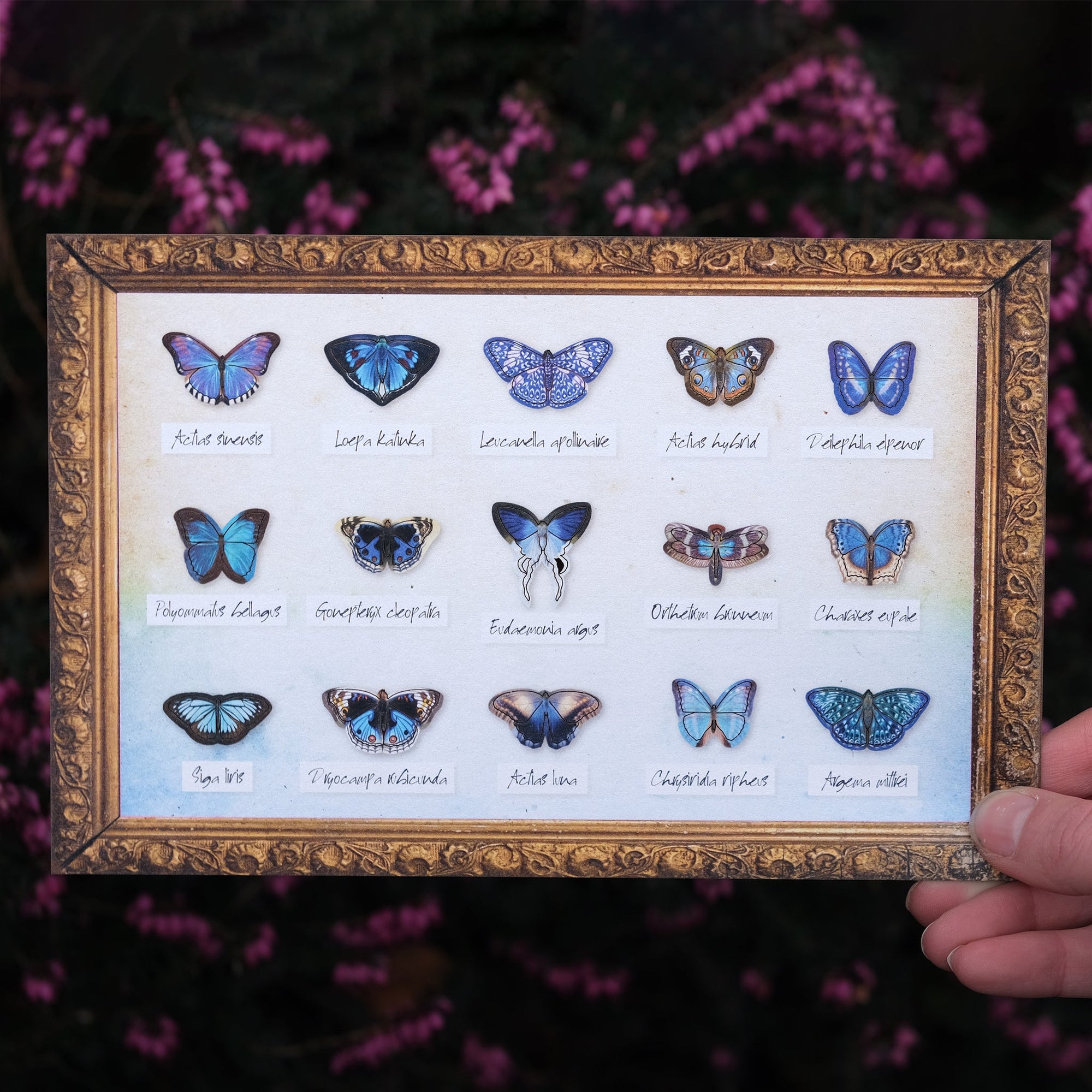 ’Galaxy' Micro Moth & Butterfly Collection - Artist Wholesale