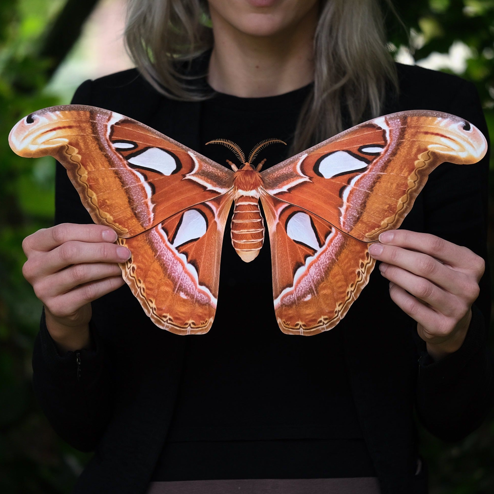 💫Halloween💫 'Giant Atlas' Moth