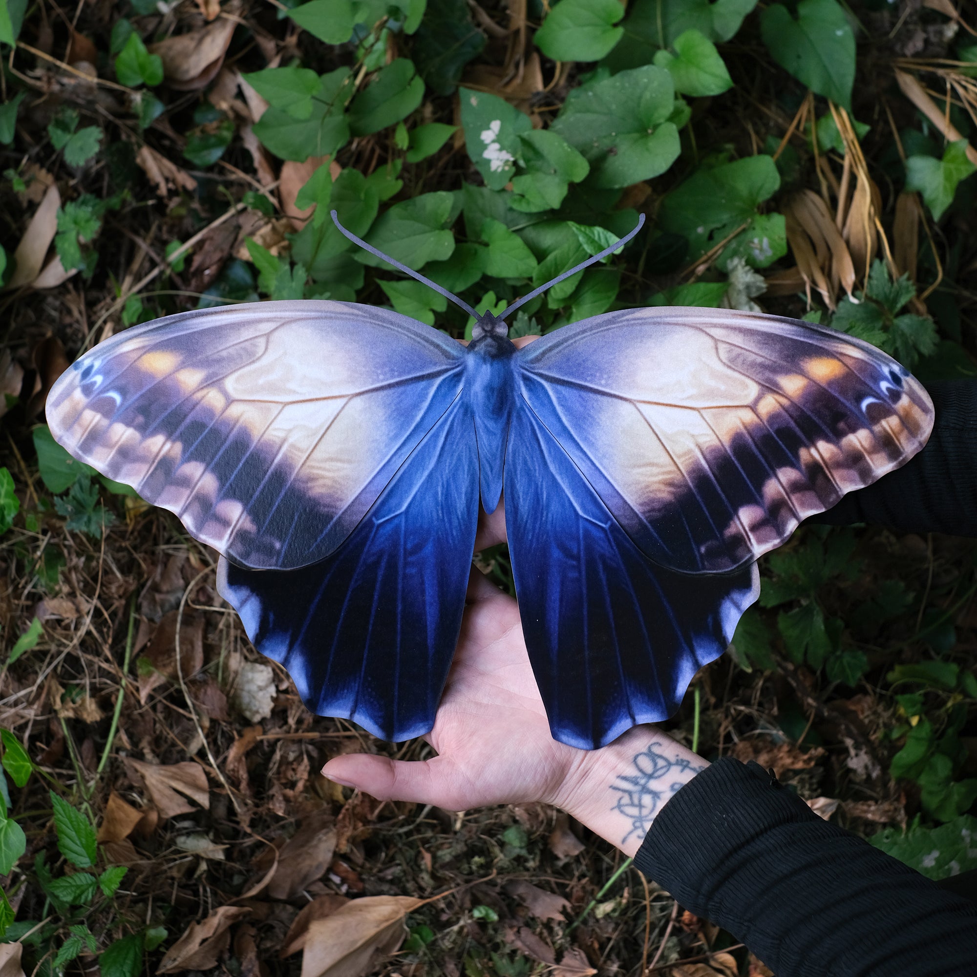 💫Halloween💫 'Giant Blue Owl' Butterfly