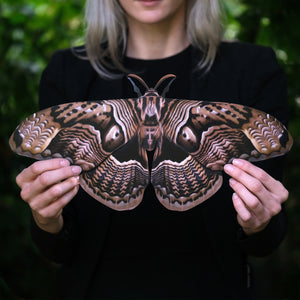'Giant Owl' Moth