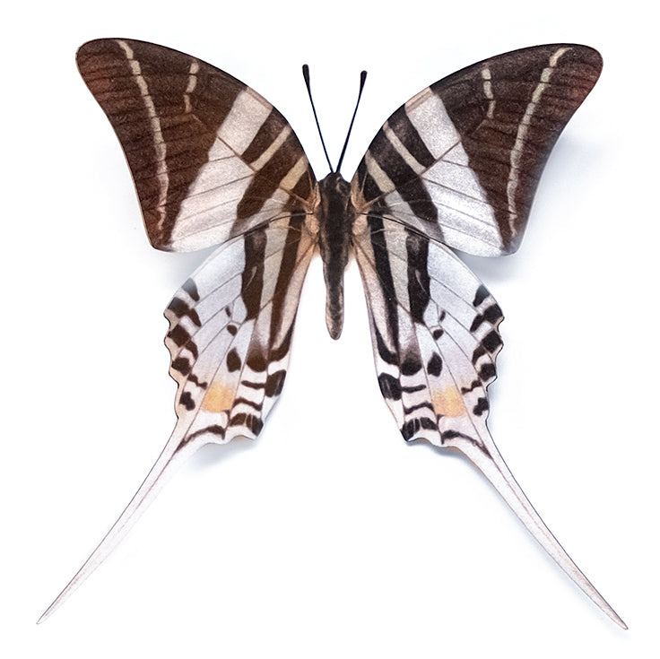 'Giant Swordtail' Butterfly