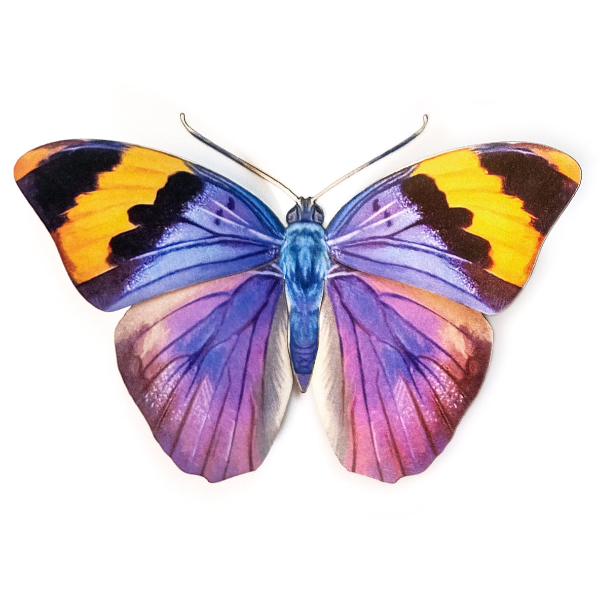 'Gold Banded Forester' Butterfly