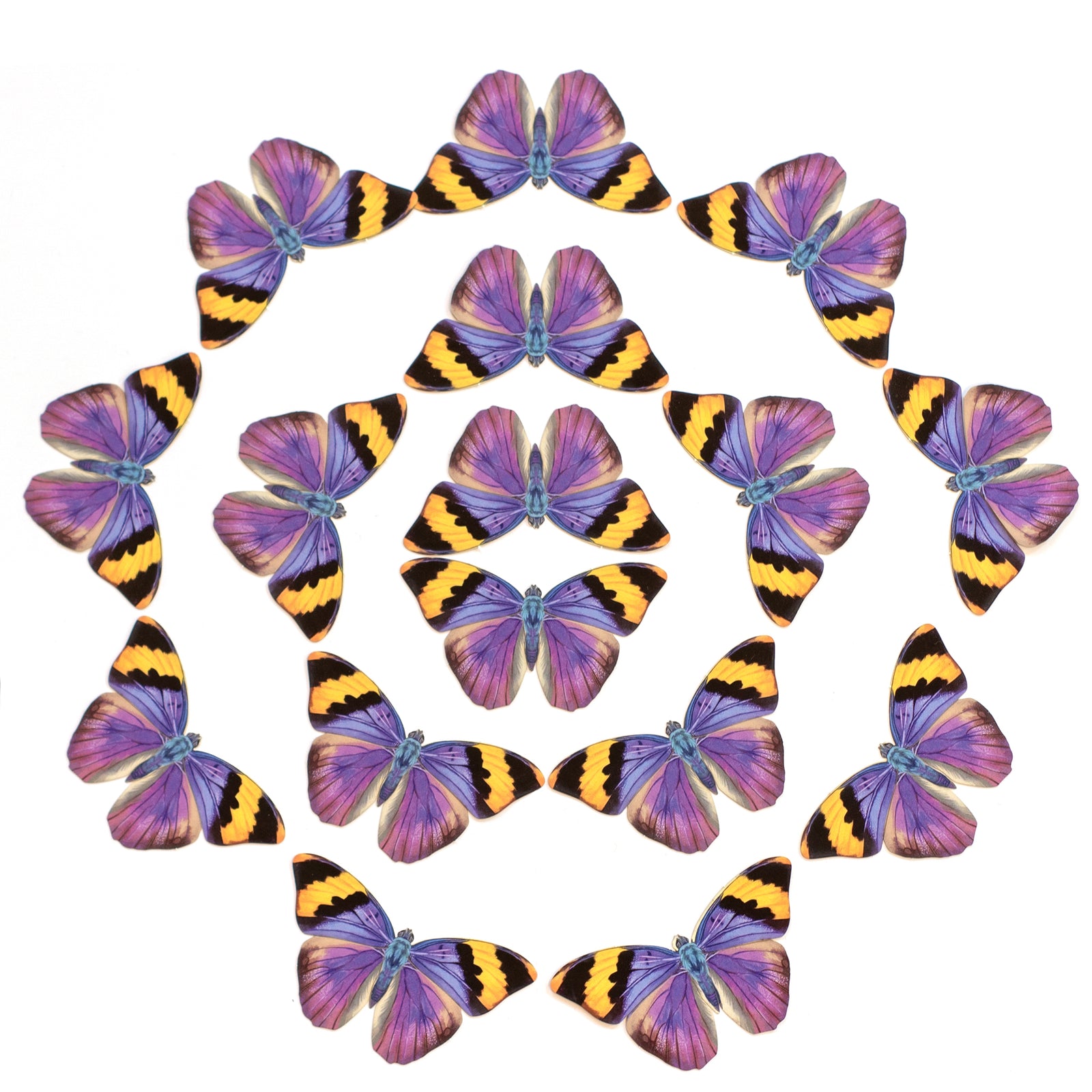 Gold Banded Forester Multi-Pack