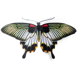 'Great Mormon' Butterfly