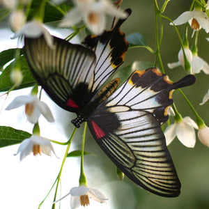 'Great Mormon' Butterfly
