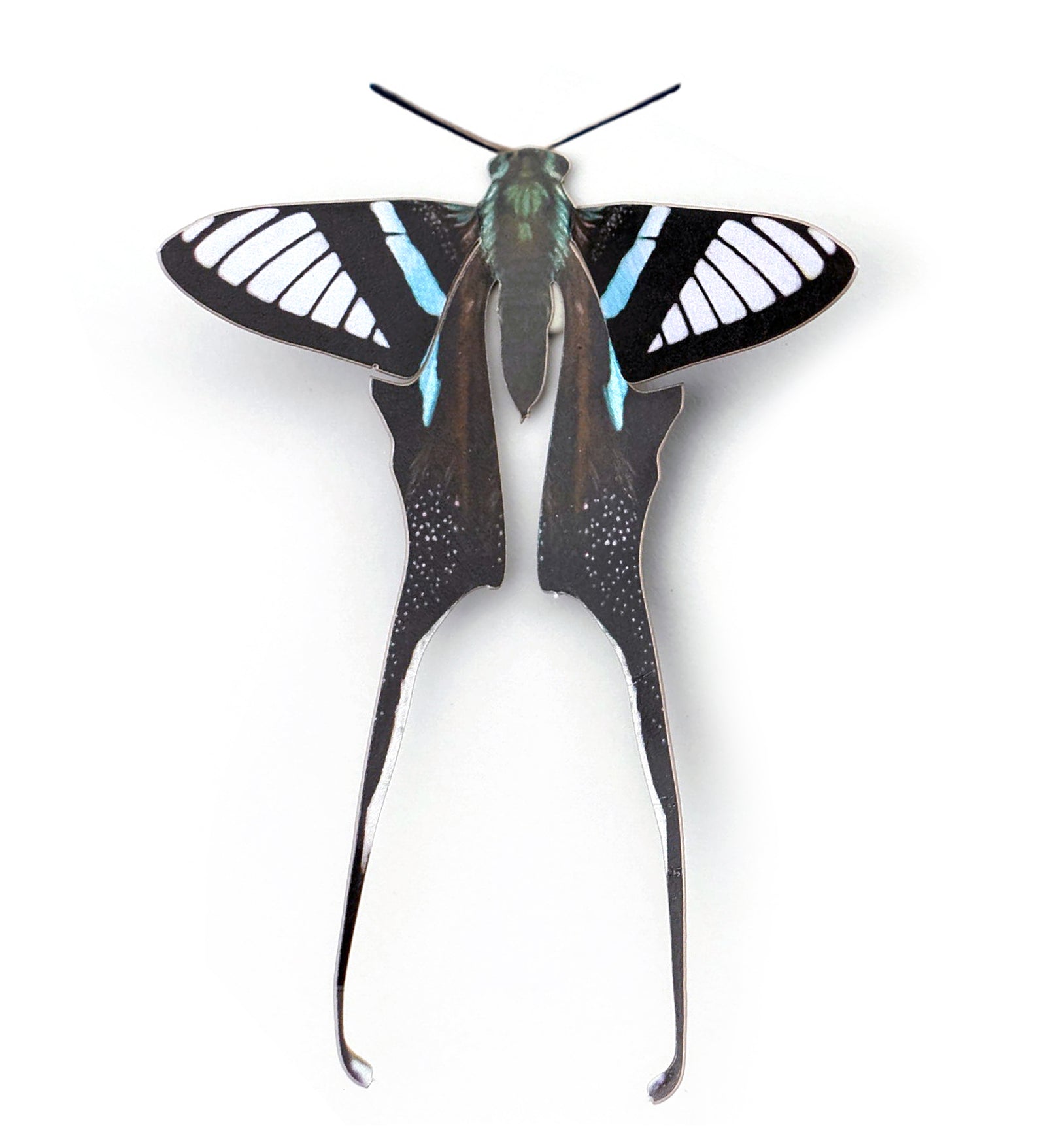 'Green Dragontail' Butterfly