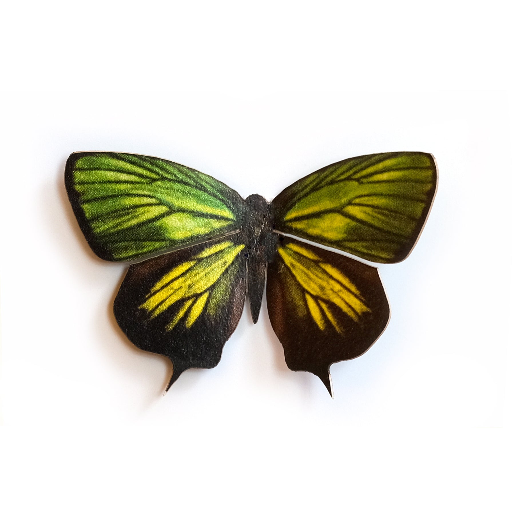 'Green Oakblue' Butterfly
