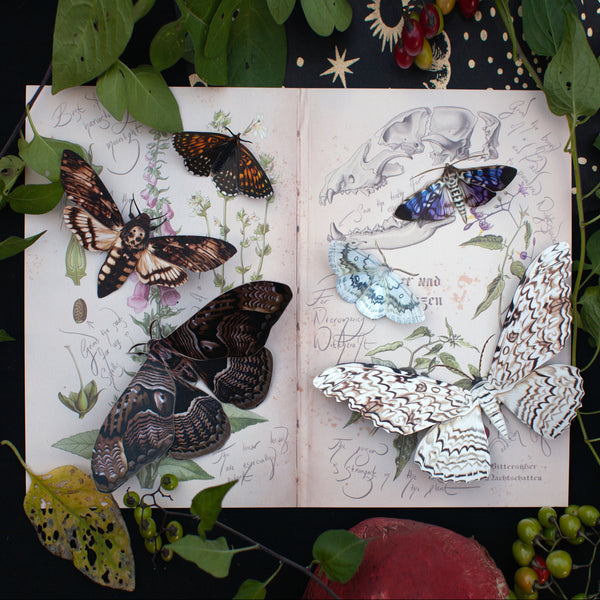 Paper Moths & Butterflies - ’Full Moon’ Halloween Set - Moth & Myth